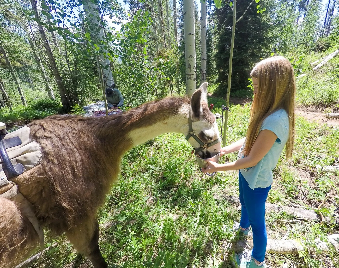 Feeding a llama during a half-day trek with Paragon Guides.