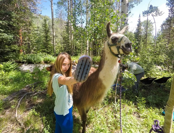 Brushing a llama during a picnic and trek with Paragon Guides in Vail, Colorado.