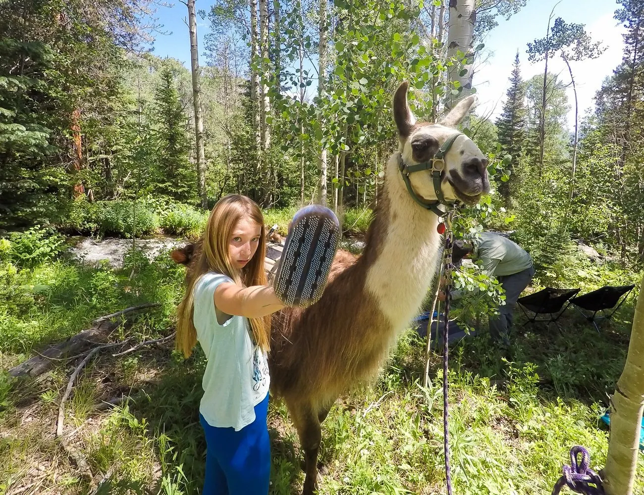 Brushing a llama during a picnic and trek with Paragon Guides in Vail, Colorado.
