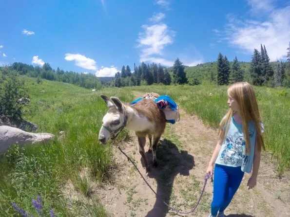 Llama picnic with Paragon Guides in Vail, Colorado