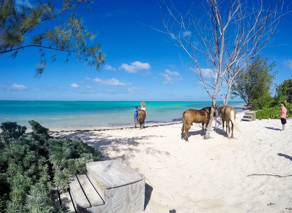 Take a horseback riding and swimming tour in the Cayman Islands with Pampered Ponies