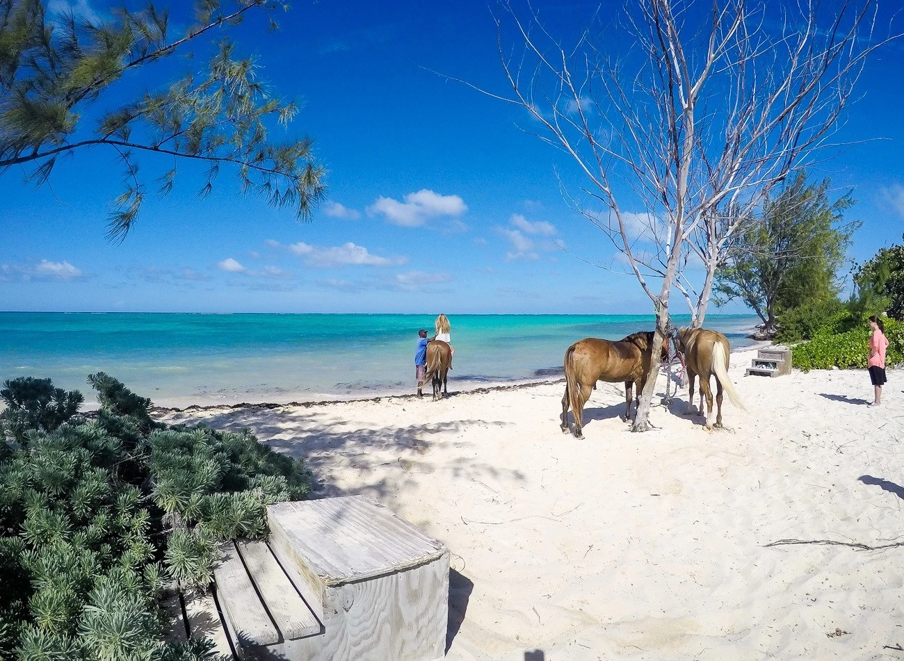 Take a horseback riding and swimming tour in the Cayman Islands with Pampered Ponies