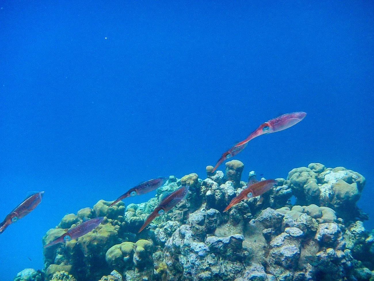 Fish swimming underwater caught by my daughter's underwater camera.
