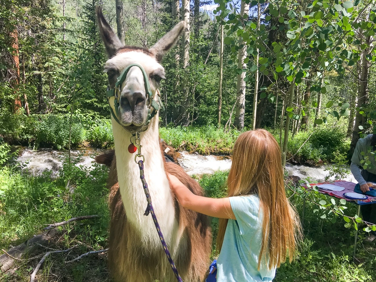 Llama trekking with Paragon Guides is a great thing to do with kids in Vail, Colorado