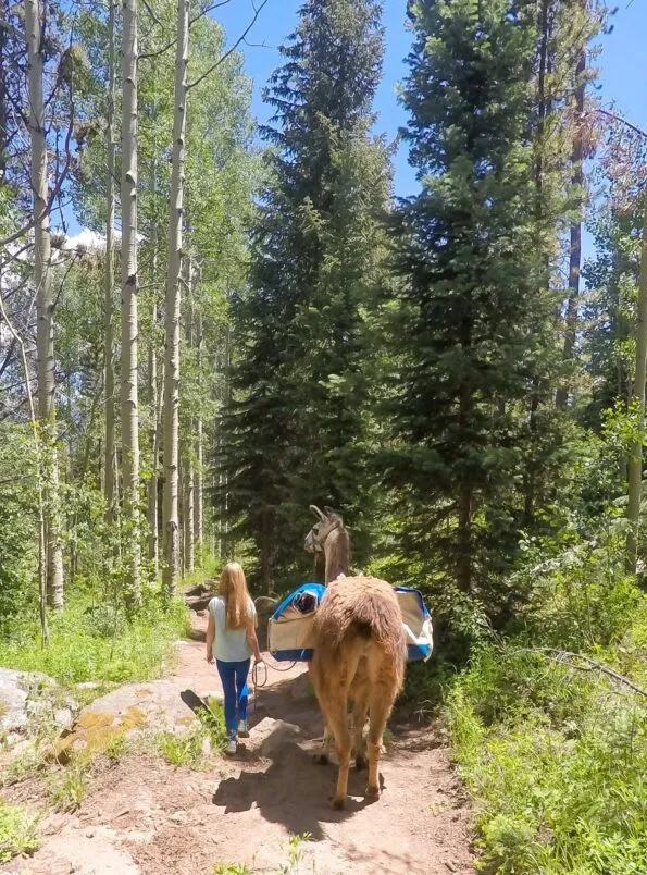 A great thing to do in Vail, Colorado? Go trekking and have lunch with a llama. Yes!