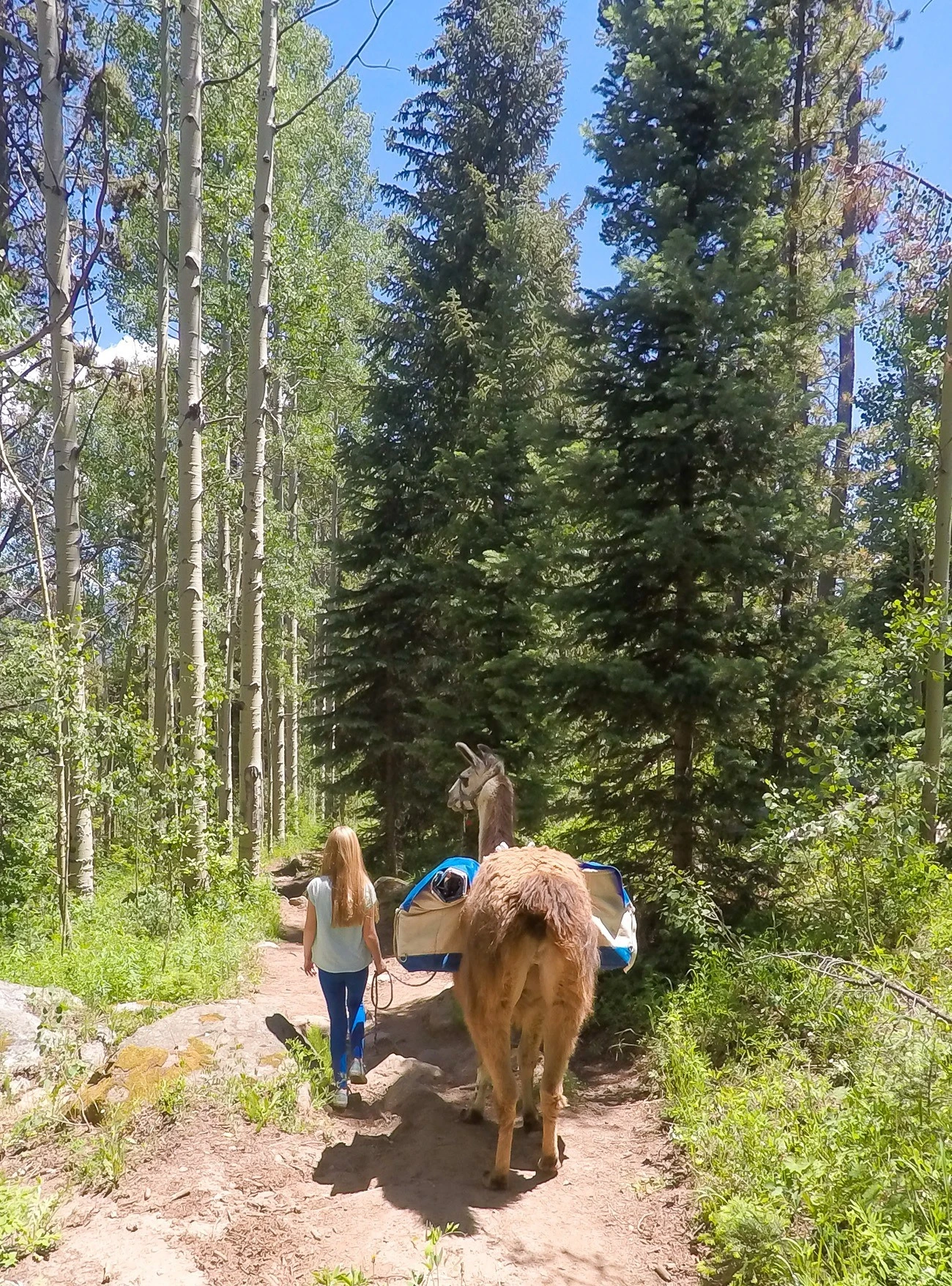 A great thing to do in Vail, Colorado? Go trekking and have lunch with a llama. Yes!