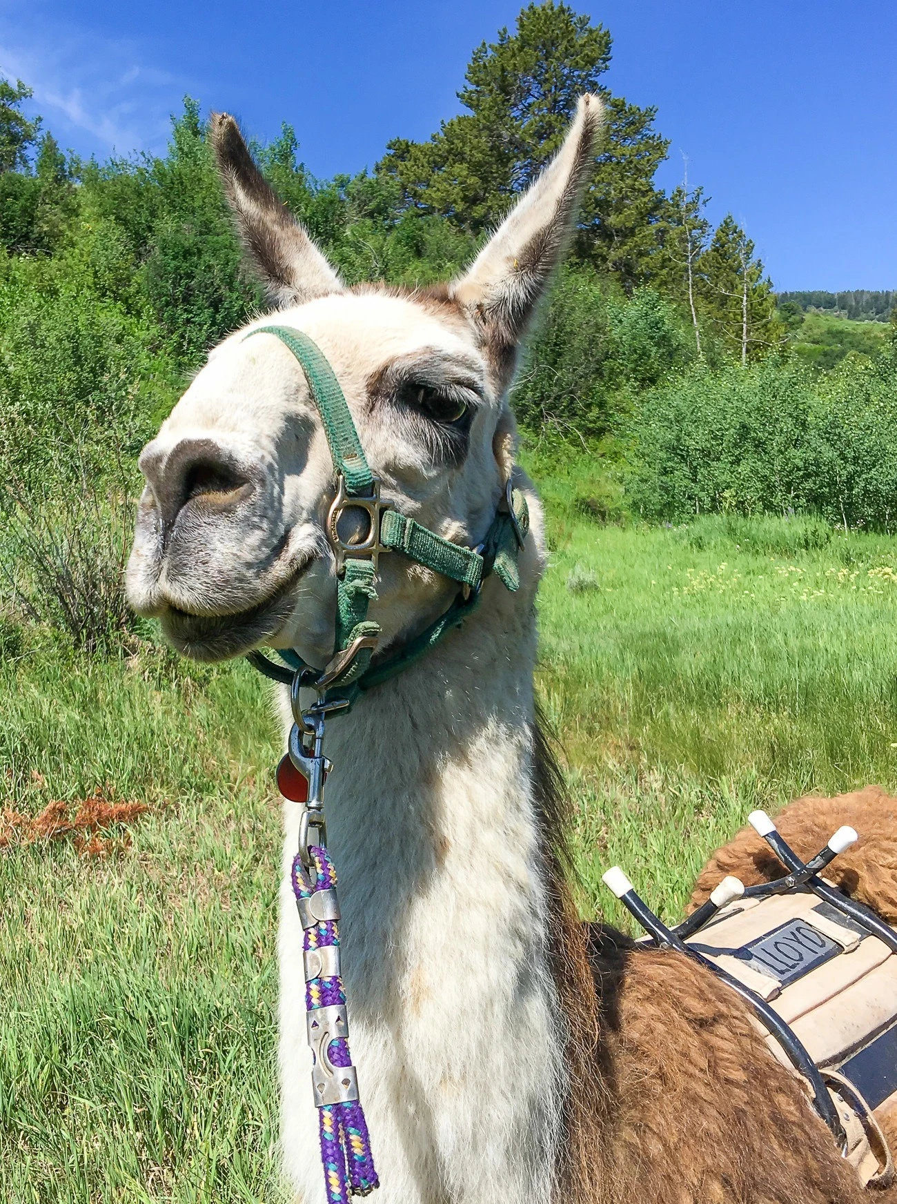 We went llama trekking with Lloyd the llama in Vail, Colorado with Paragon Guides.