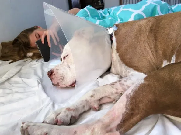 A floor mattress helps everyone be together after a dog's TPLO surgery.