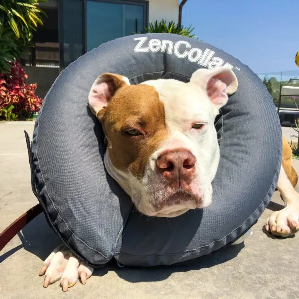 Alternatives to the e-collar (cone of shame) for dogs include a blow-up ring (did not work for us) like the one my dog is wearing here.