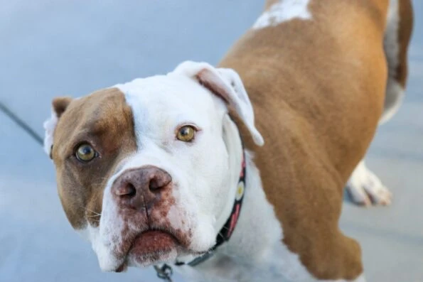 My pit bull Scooby looks into the camera on week seven of his TPLO surgery recovery.