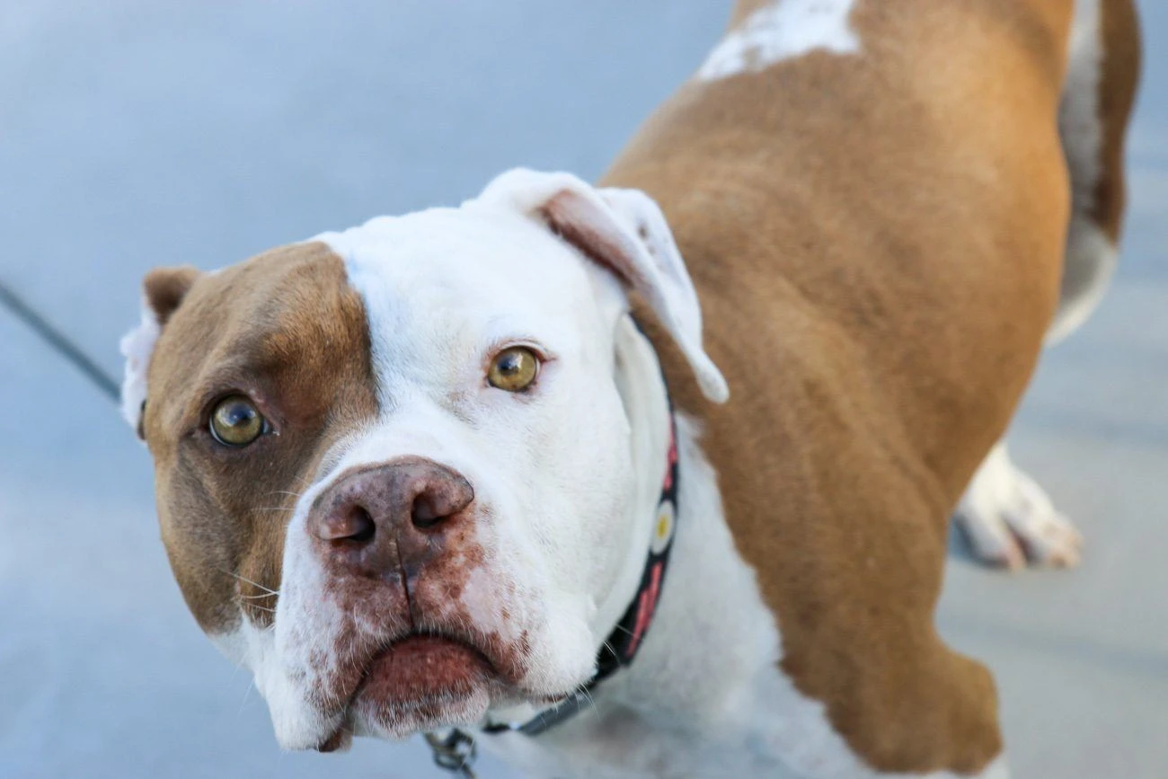 My pit bull Scooby looks into the camera on week seven of his TPLO surgery recovery.