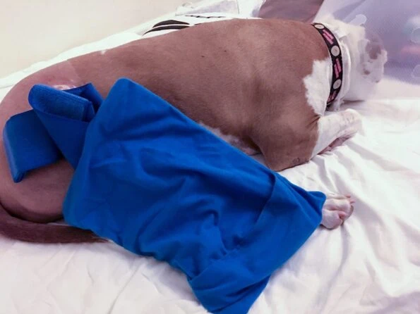 A reusable hot/cold pad on the leg of my TPLO surgery dog.