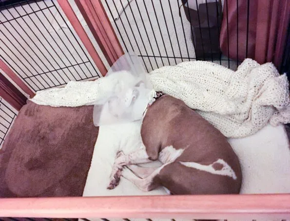 Our dog sleeping in a crate with an e-collar on after TPLO surgery