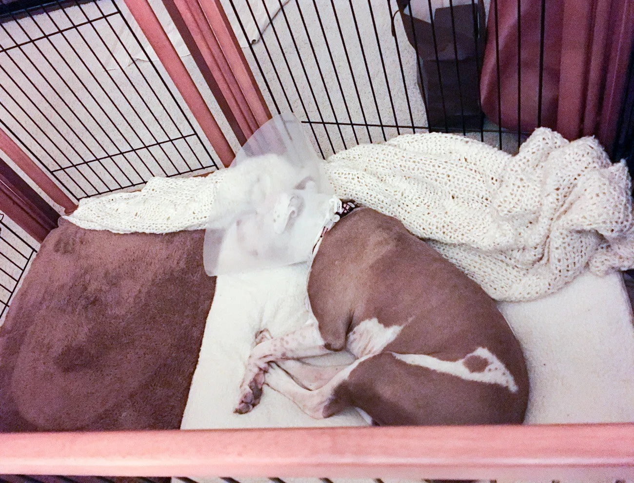 Our dog sleeping in a crate with an e-collar on after TPLO surgery
