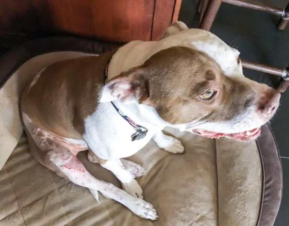 Stitches finally out after TPLO surgery