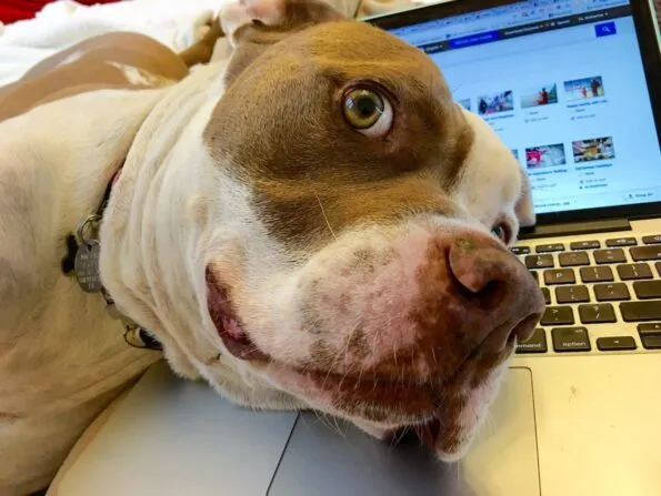 A happy dog about a week after TPLO surgery