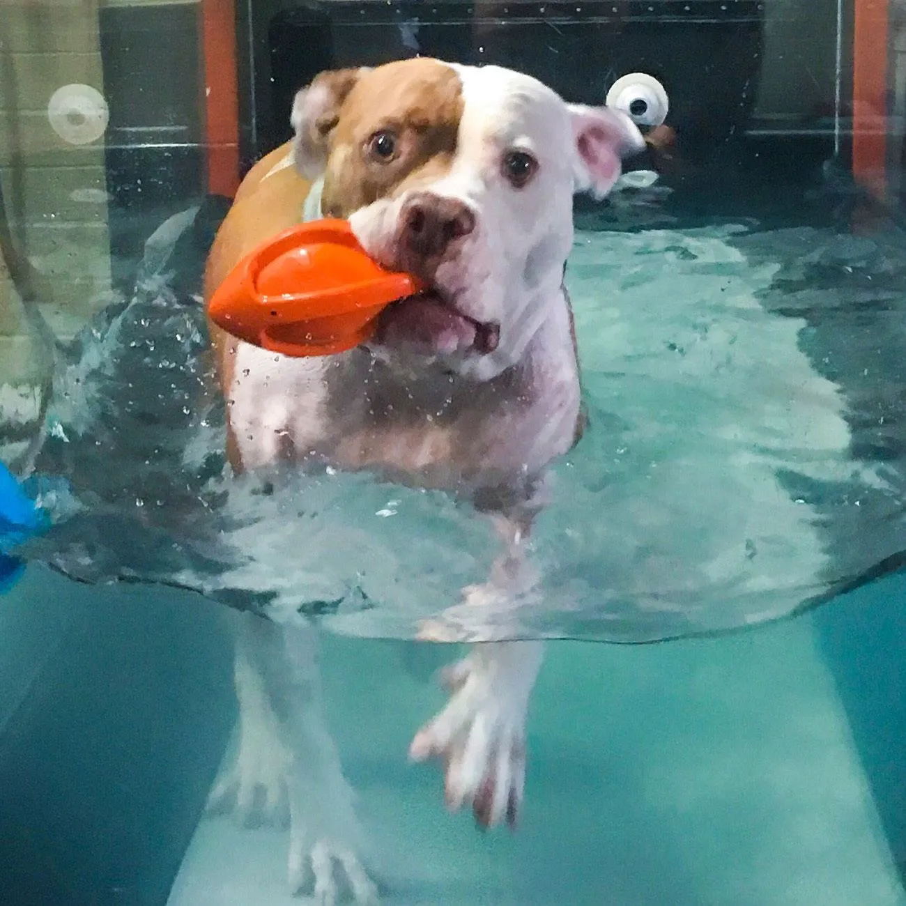 My dog walks on a water treadmill which is great rehabilitation for dogs after TPLO surgery.