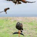 A basic falconry lesson at Torrey Pines Gliderport in La Jolla is an awesome thing to do in San Diego with kids.