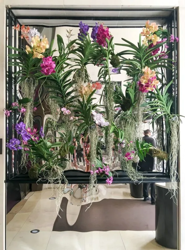 Orchids in the entry of the Mandarin Oriental hotel in Paris one of the city's best luxury hotels.