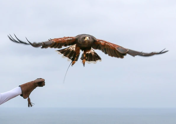 A rare opportunity to interact with a Harris's hawk.