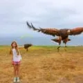 A basic falconry lesson with Sky Falconry is an awesome thing to do with kids in San Diego at La Jolla's Torrey Pines Gliderport.