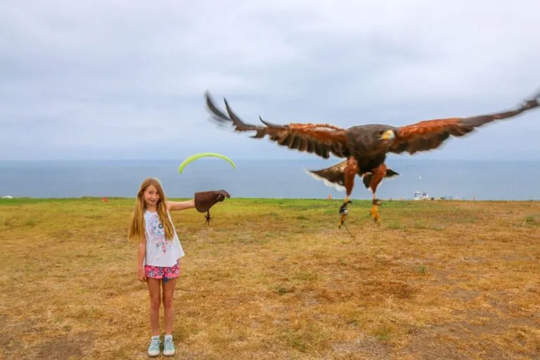 A basic falconry lesson with Sky Falconry is an awesome thing to do with kids in San Diego at La Jolla's Torrey Pines Gliderport.