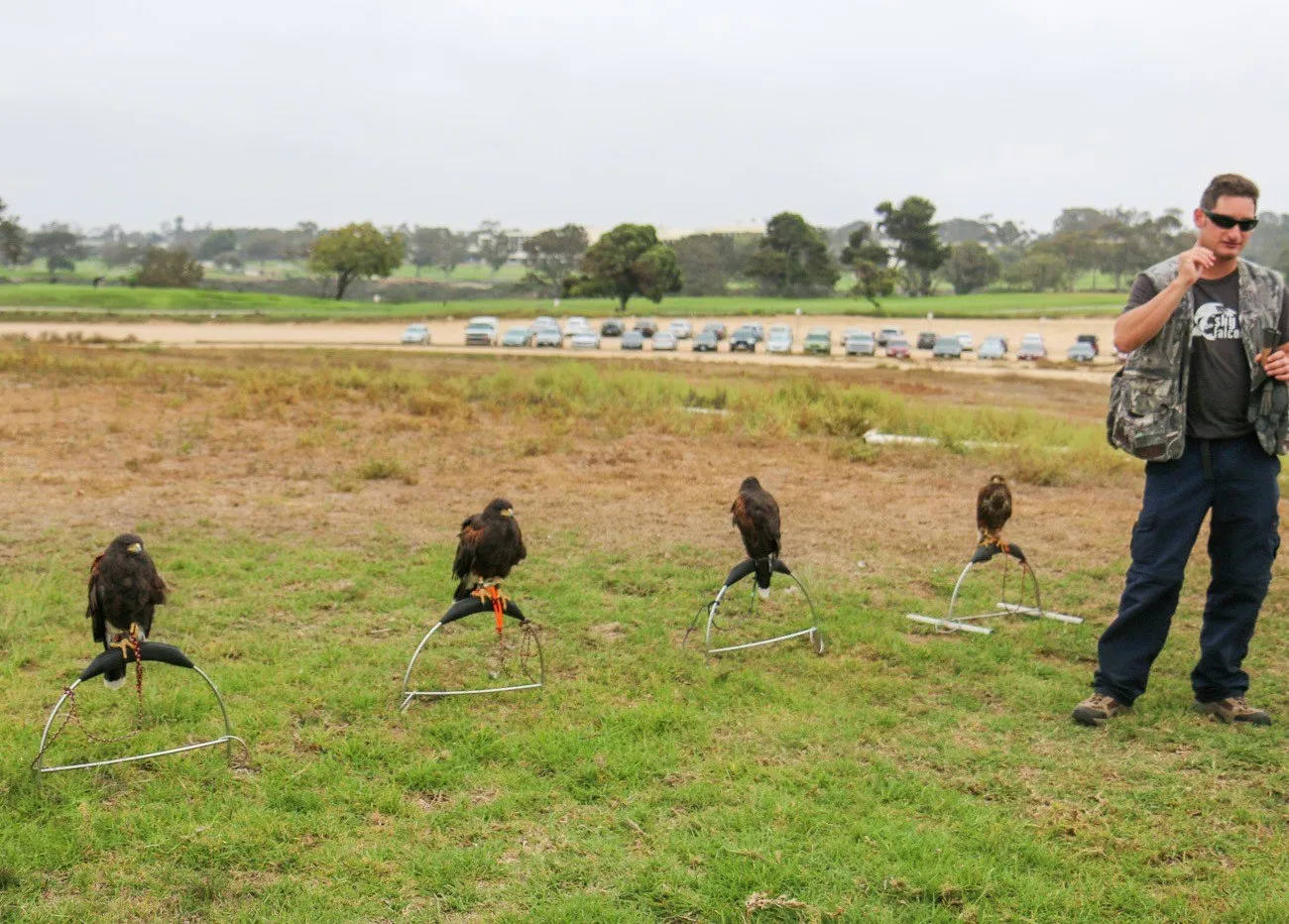 Harris's hawks waiting to fly during a basic falconry lesson at Torrey Pines Gliderport in La Jolla