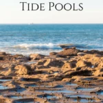 The ultimate guide to San Diego tide pools with best beaches, what to know before you go, animals to see, & FAQs answered by a frequent visitor.