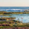 A crane hunts for fish in La Jolla tide pools during November.