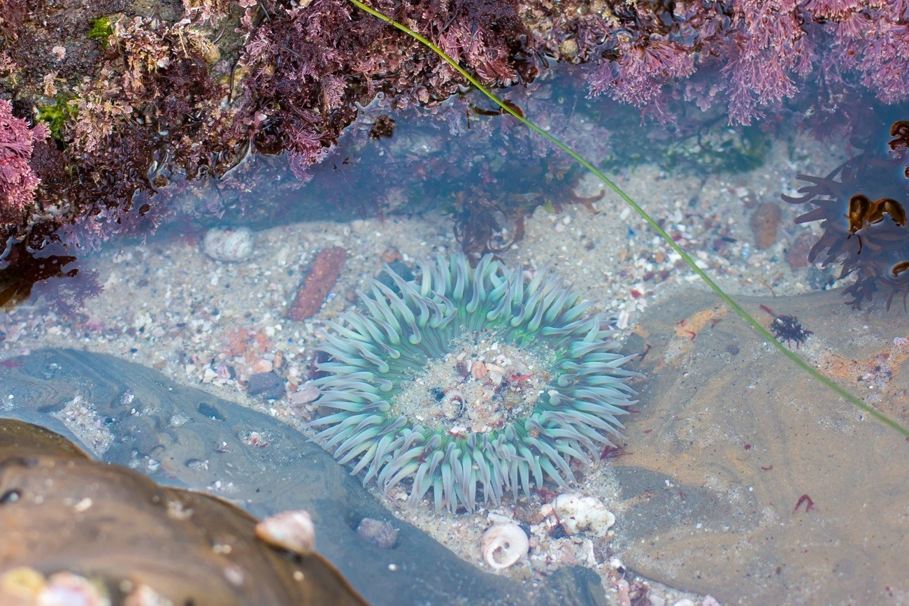 An open blue sea anemone underwater in a tide pool.