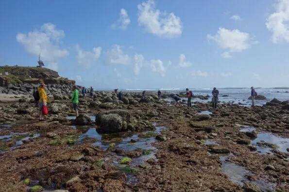 A group of people explores the Cabrillo tide pools at low tide.
