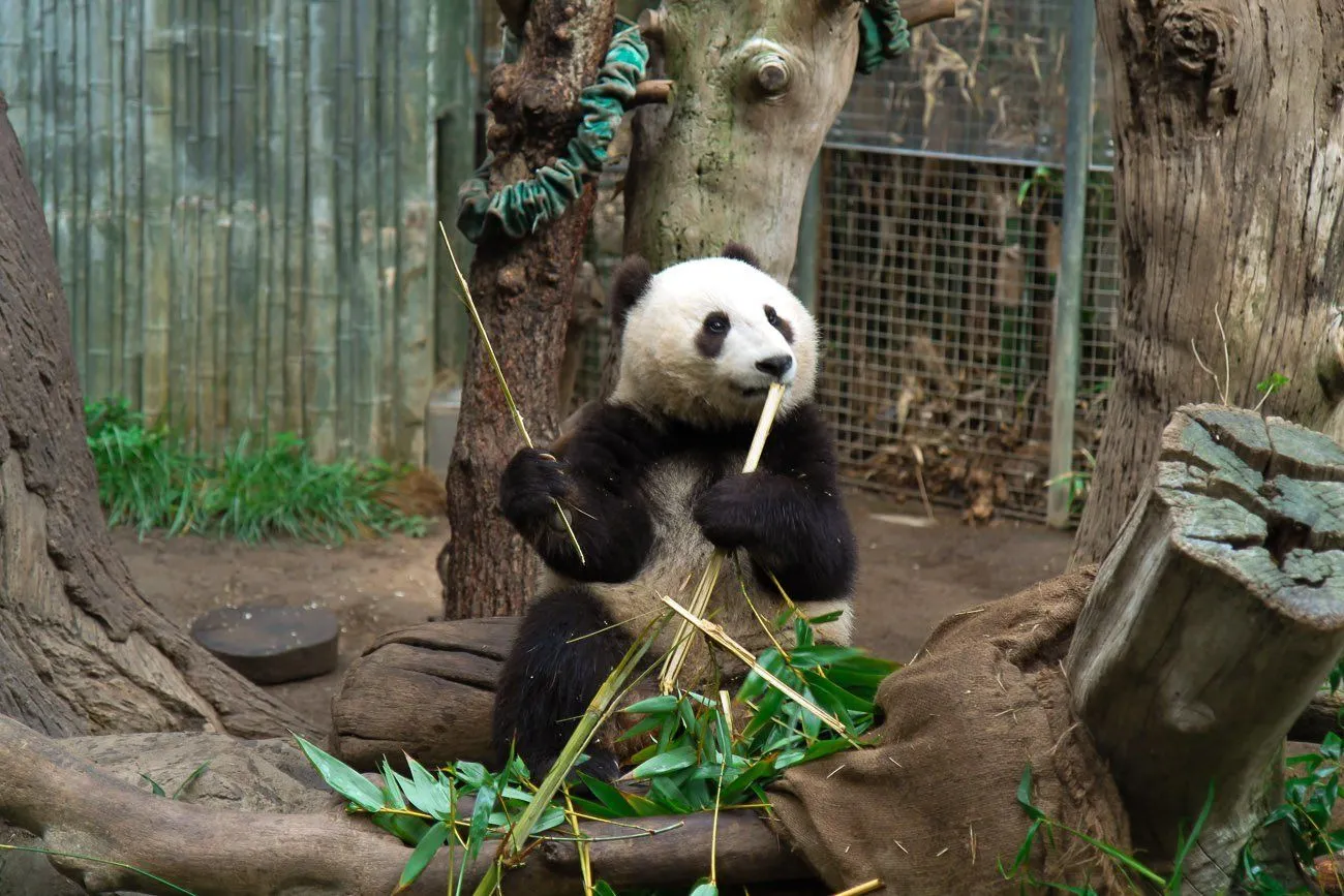 A panda at San Diego Zoo eats bamboo.