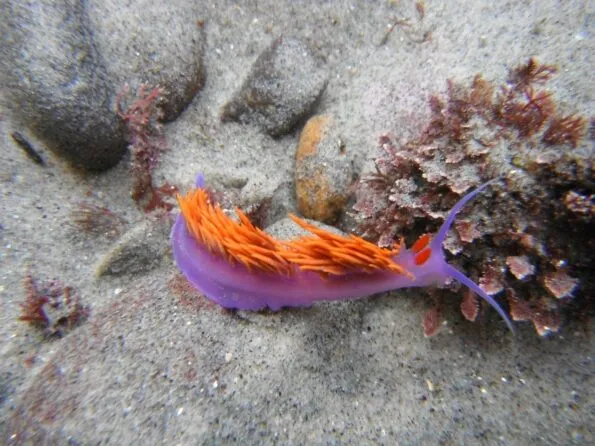 A colorful Spanish shawl as seen in a La Jolla tide pool.