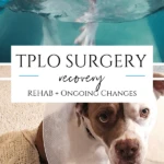 A must-read if your dog is having TPLO surgery for a torn cranial cruciate ligament so that you can learn what recovery is really like from a dog-owner.