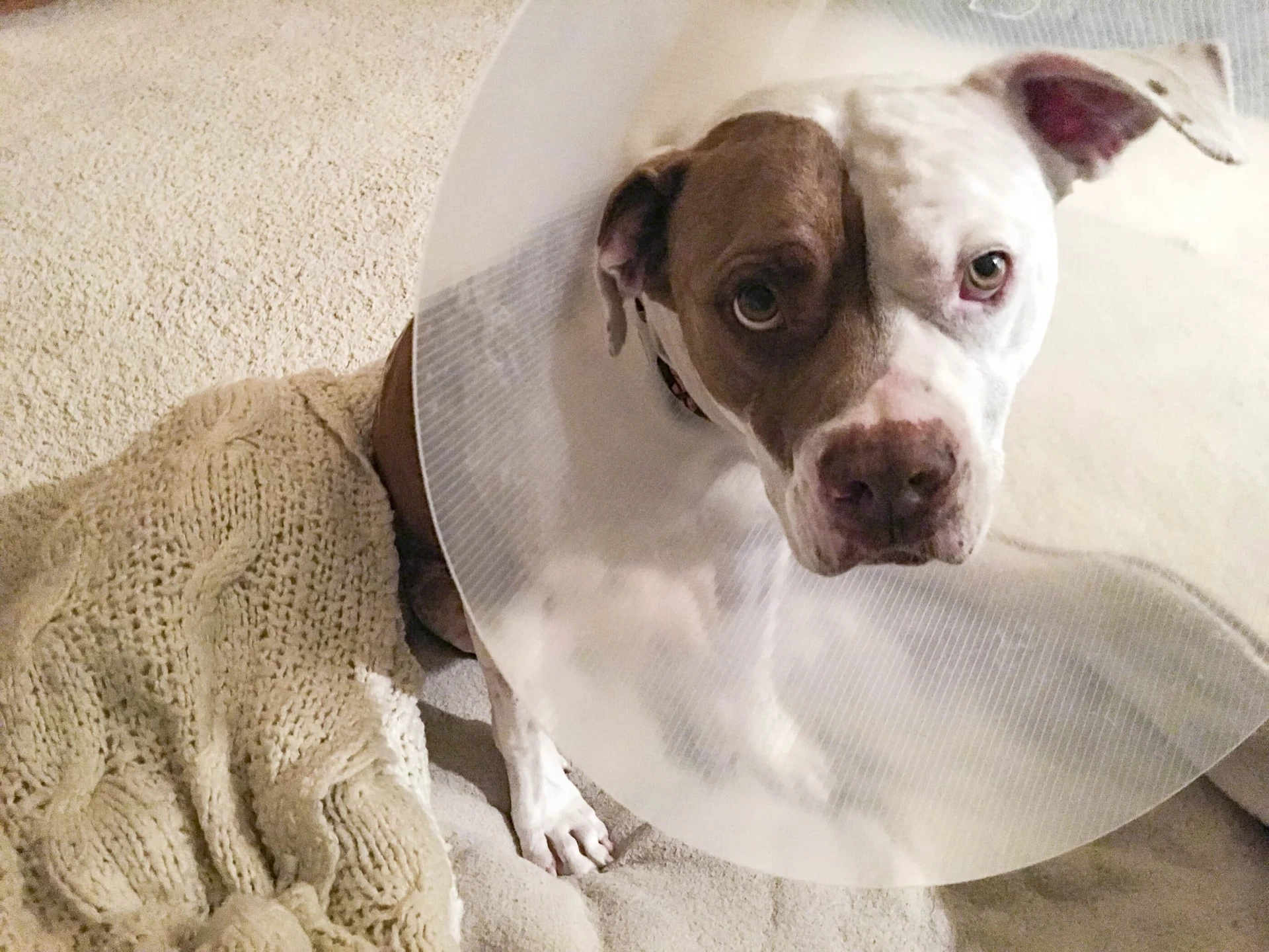 A must-read if your dog is having TPLO surgery for a torn cranial cruciate ligament.