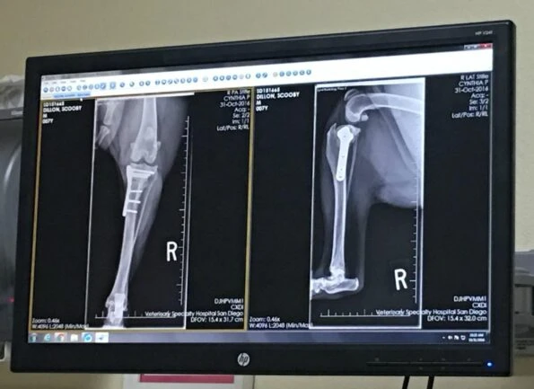 A dog's X-ray 8 weeks after TPLO surgery.