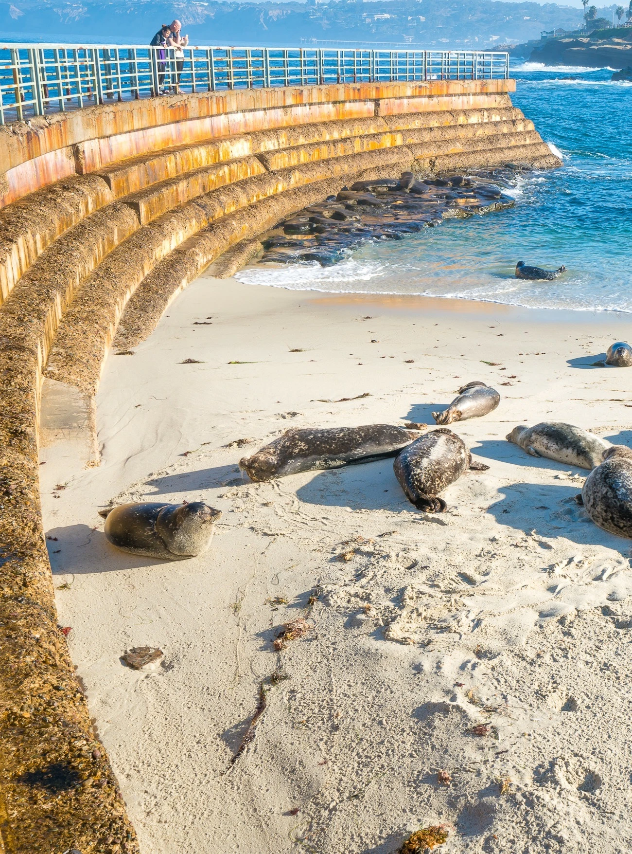 Seals lay on the sand near the Children's Pool sea wall.