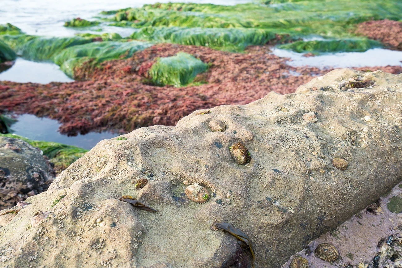 la jolla tide pools 