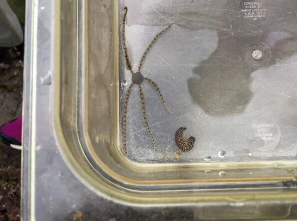 tide pools in la jolla