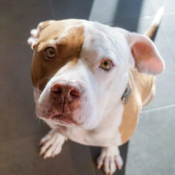 A picture of my dog taken with a Sony A5100 mirrorless camera.