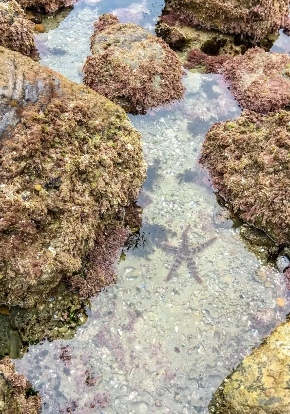 A sea star in a La Jolla tide pool.