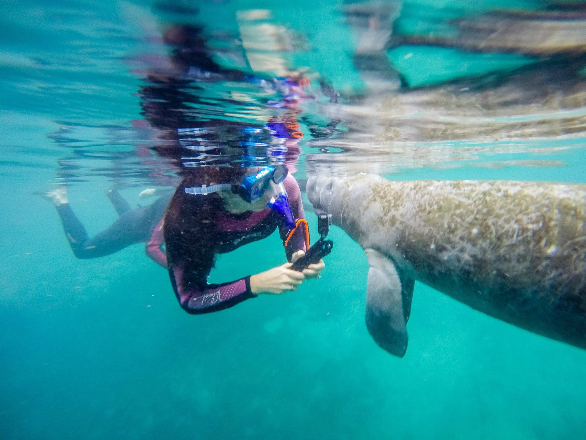 You can observe manatees in the water in Crystal River, Florida