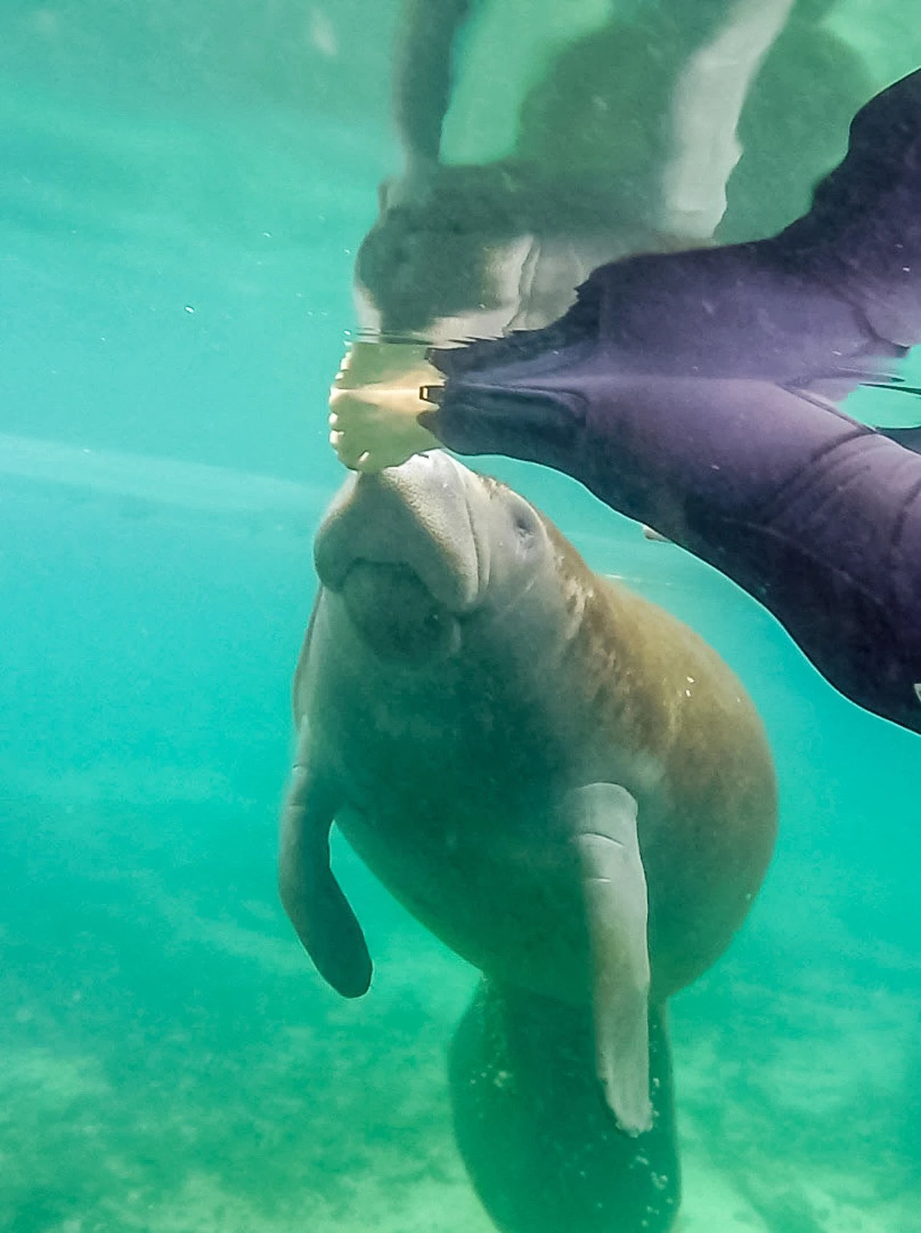 What it's like to observe manatees in the water in Crystal River, Florida.