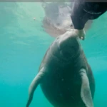 How to swim with (or, really, passively observe) manatees in Crystal River, Florida including where to stay and which tour to book.