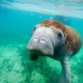 A manatee swims up to my camera in Crystal River, Florida