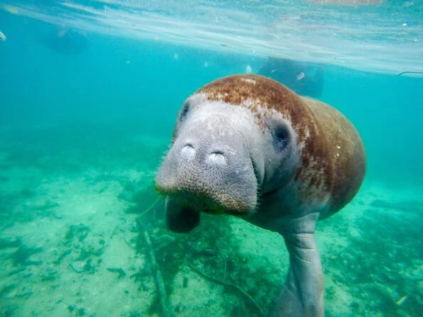 A manatee swims up to my camera in Crystal River, Florida
