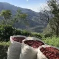 A small-batch, artisan coffee that you can buy online - Alumbre Coffee.