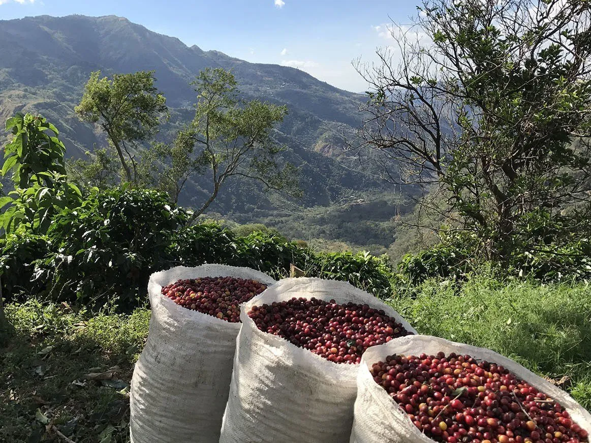 A small-batch, artisan coffee that you can buy online - Alumbre Coffee.