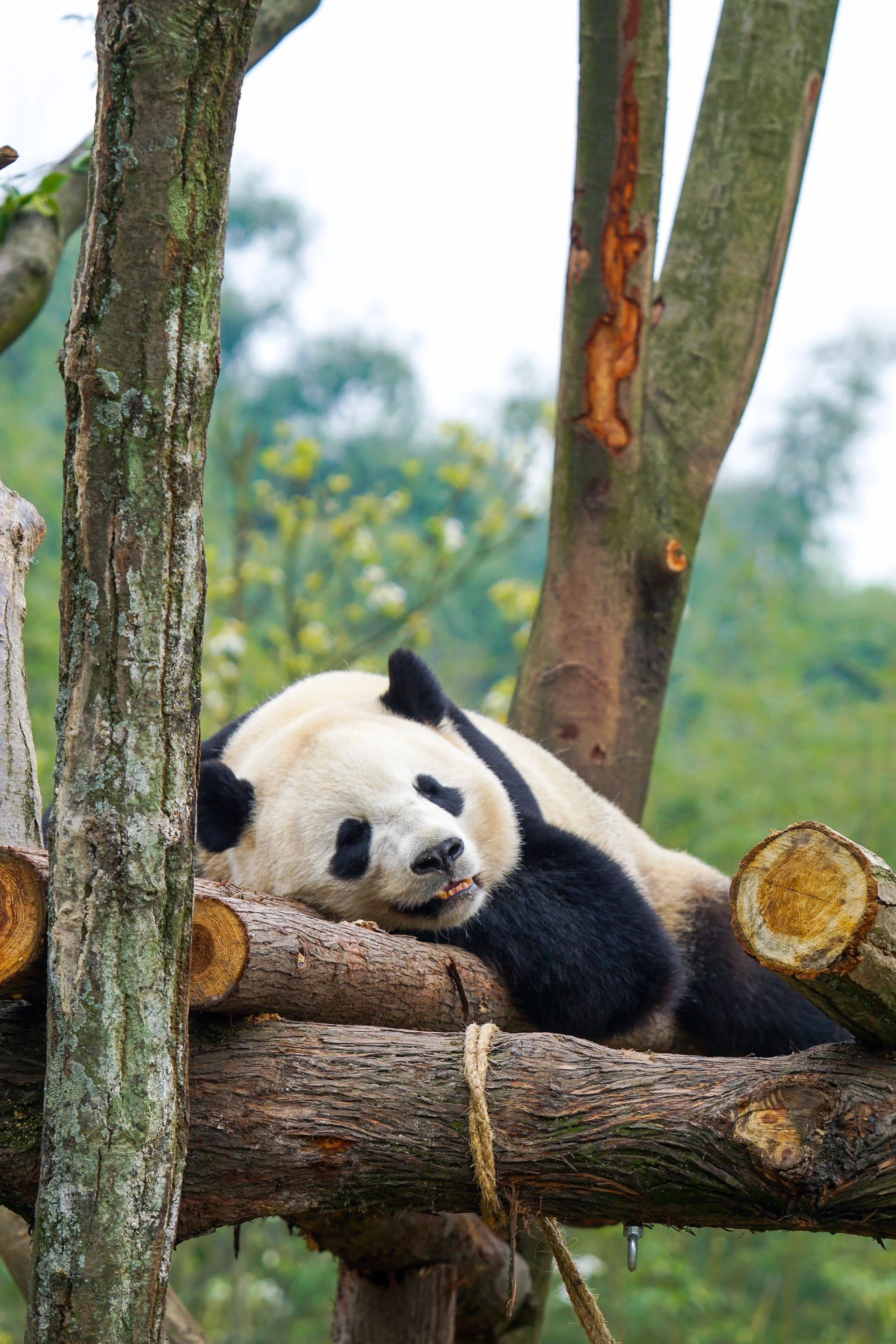 Bao Bao resting at Dujiangyan Panda Base after being transferred from Washington DC Zoo.