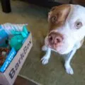 What it's like to receive a BarkBox for dogs in the mail (hint, it's pawsome).